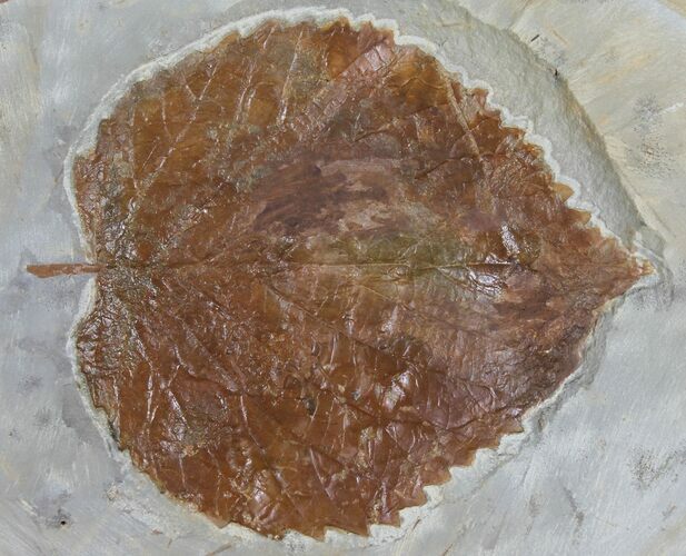Detailed Fossil Leaf (Davidia) - Glendive, Montana #99342